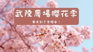 武陵農場櫻花季