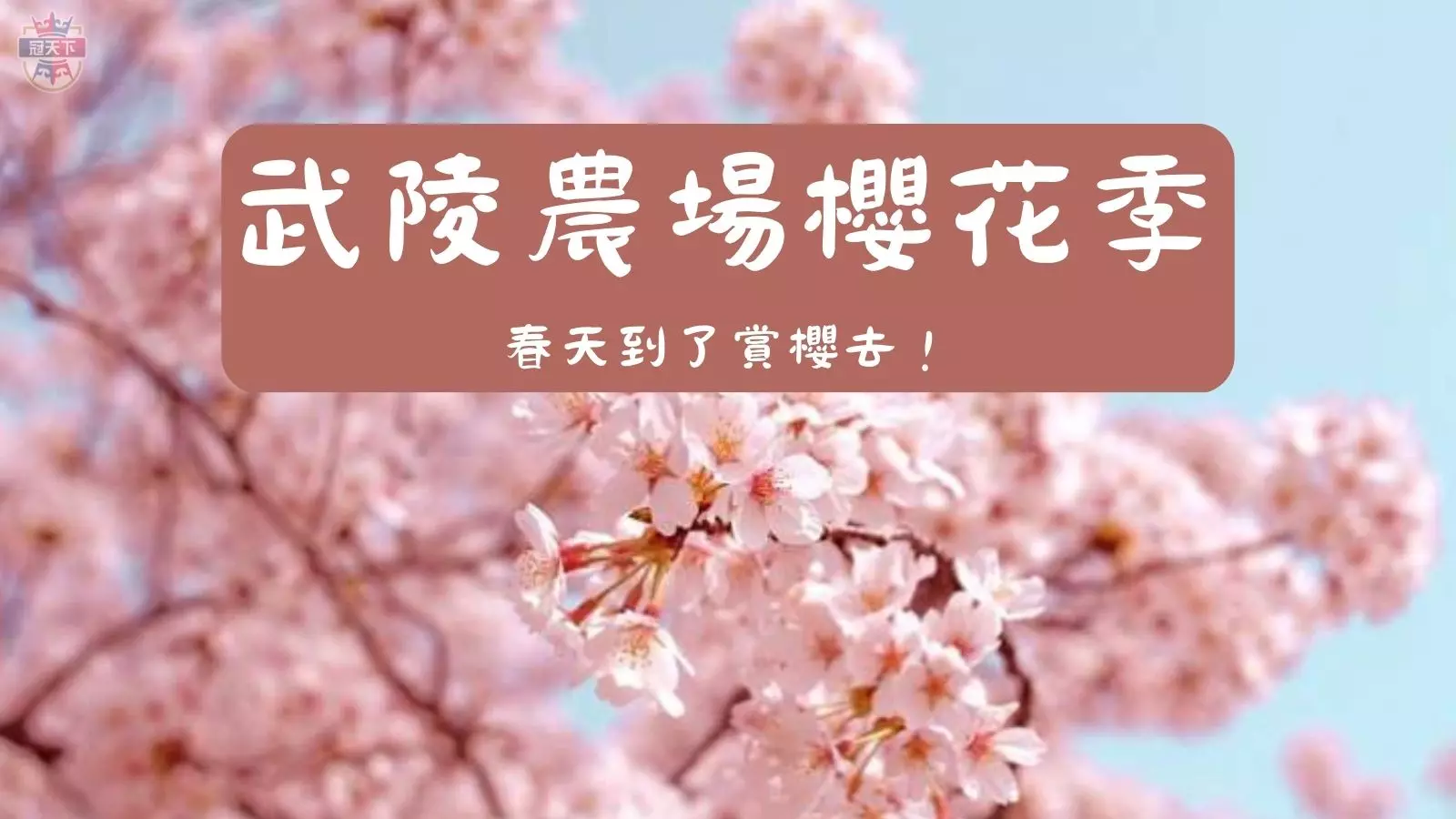 武陵農場櫻花季